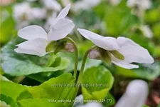 Viola odorata 'Royal Wedding' 9x9 cm Staude