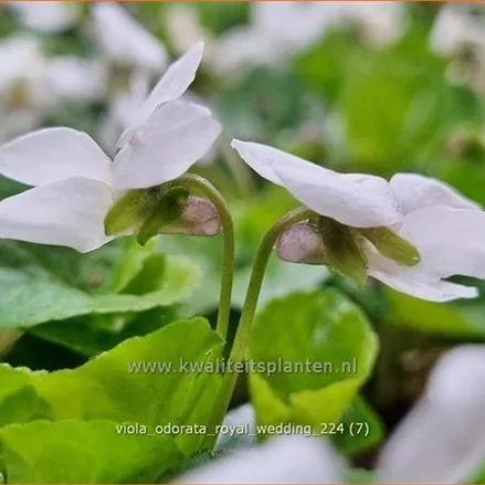 Viola odorata 'Royal Wedding'