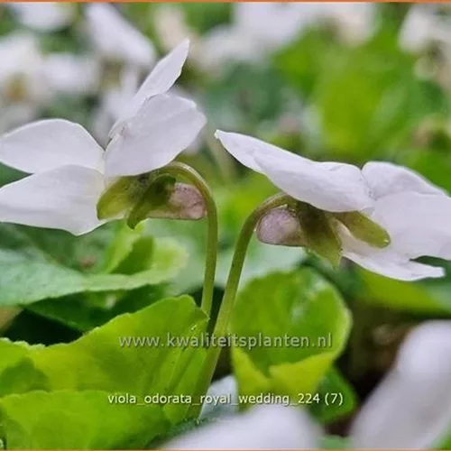Viola odorata 'Royal Wedding'