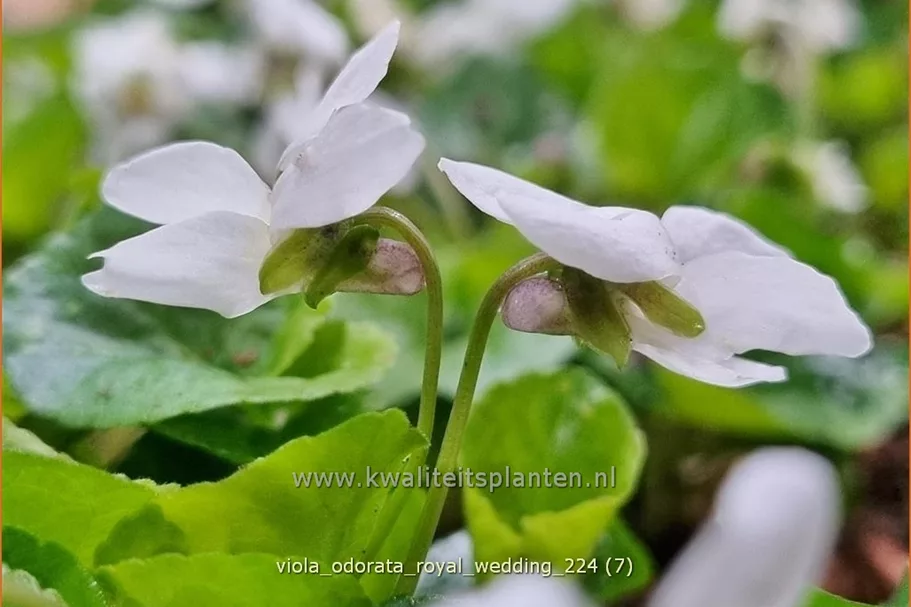 Viola odorata 'Royal Wedding' 9x9 cm Staude