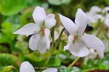 Viola odorata 'Royal Wedding' 9x9 cm Staude