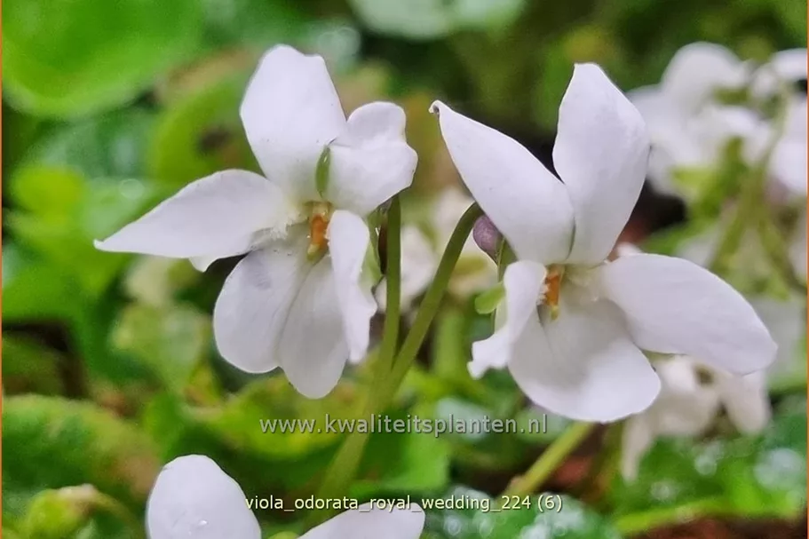 Viola odorata 'Royal Wedding' 9x9 cm Staude