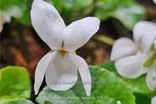 Viola odorata 'Royal Wedding' 9x9 cm Staude