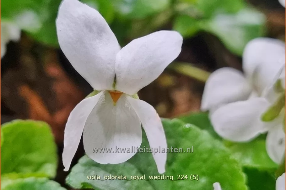 Viola odorata 'Royal Wedding' 9x9 cm Staude