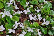 Viola odorata 'Royal Wedding' 9x9 cm Staude