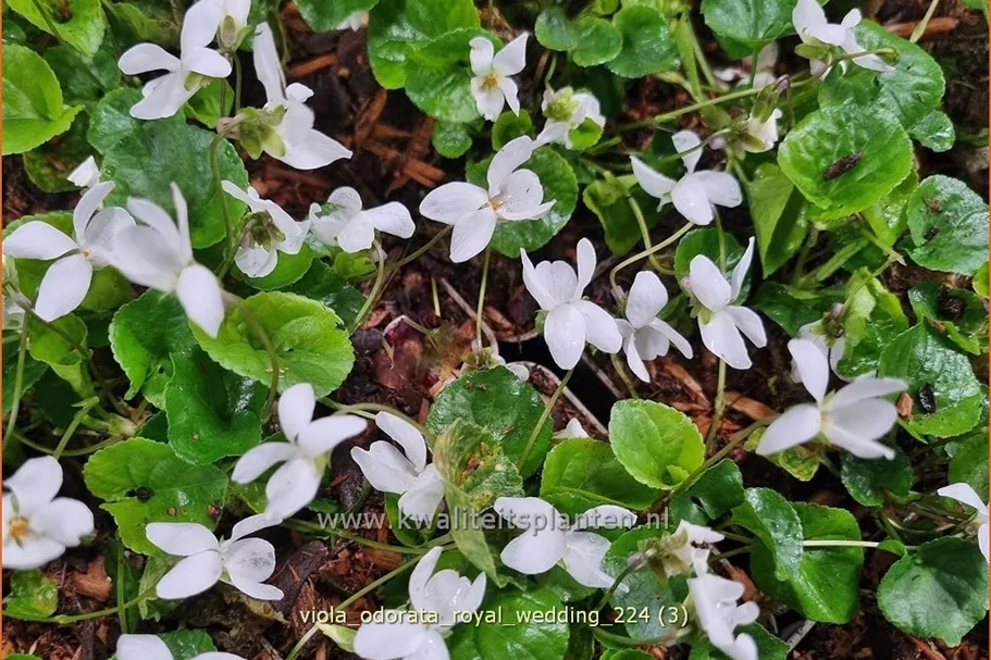 Viola odorata 'Royal Wedding' 9x9 cm Staude