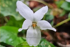 Viola odorata 'Royal Wedding' 9x9 cm Staude