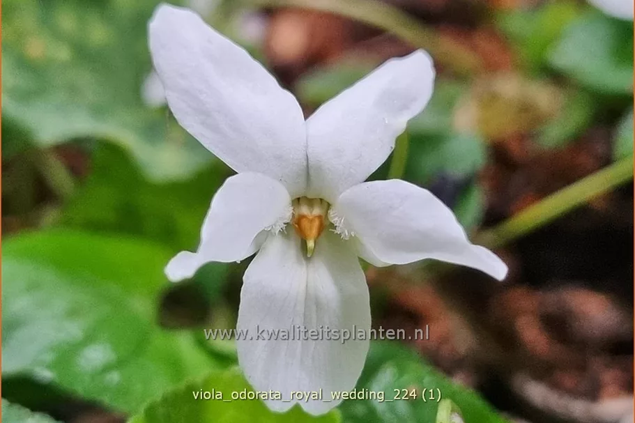 Viola odorata 'Royal Wedding' 9x9 cm Staude