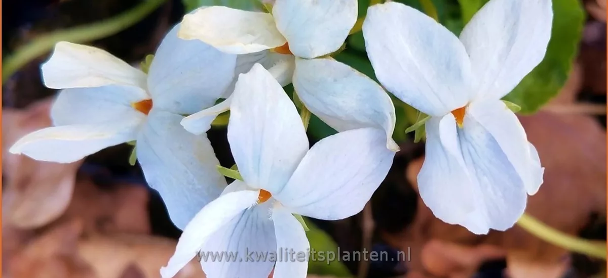 Viola odorata 'Reine de Neiges' 9x9 cm Staude