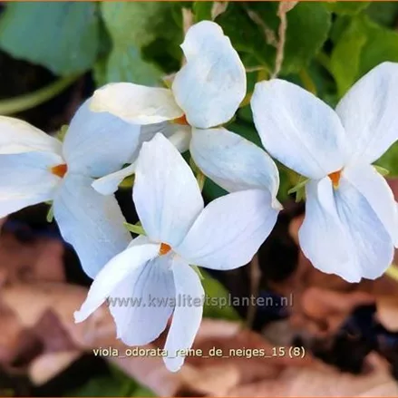 Viola odorata 'Reine de Neiges'