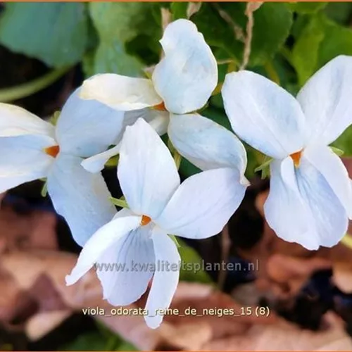 Viola odorata 'Reine de Neiges'