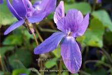 Viola odorata 'Königin Charlotte' 9x9 cm Staude