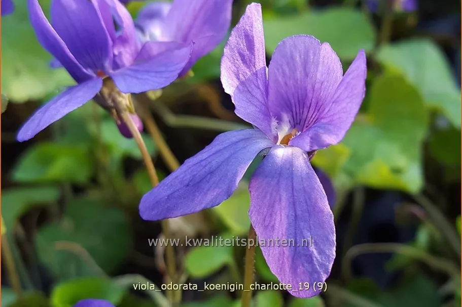 Viola odorata 'Königin Charlotte' 9x9 cm Staude