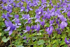 Viola odorata 'Königin Charlotte' 9x9 cm Staude