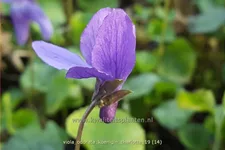 Viola odorata 'Königin Charlotte' 9x9 cm Staude