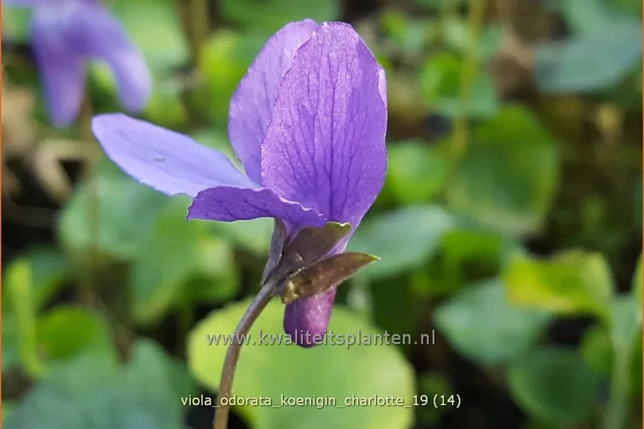 Viola odorata 'Königin Charlotte' 9x9 cm Staude