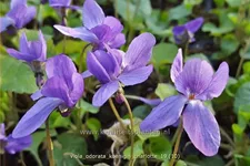 Viola odorata 'Königin Charlotte' 9x9 cm Staude