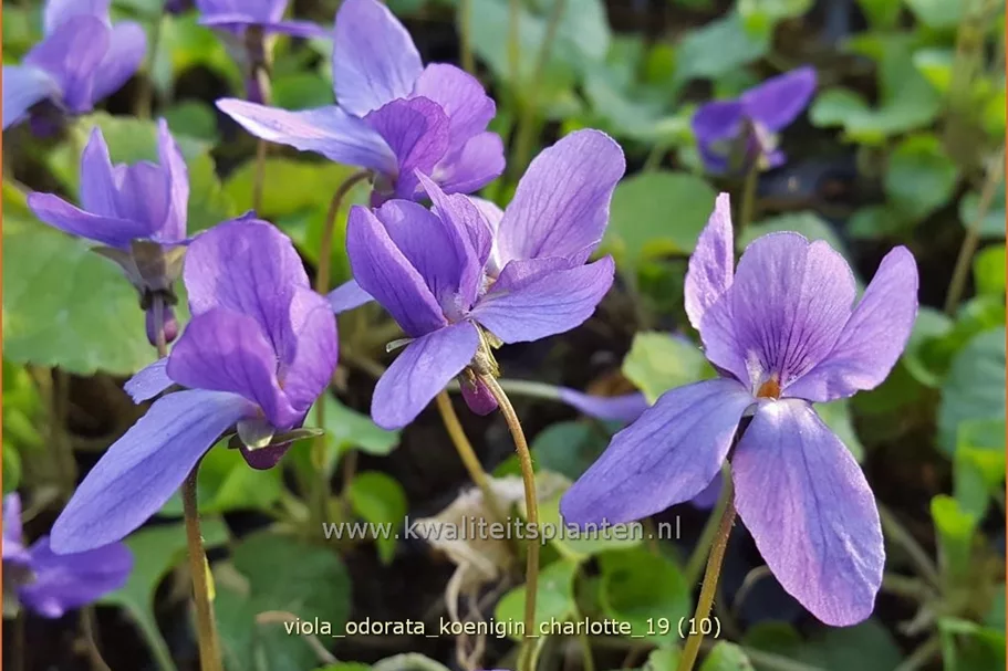 Viola odorata 'Königin Charlotte' 9x9 cm Staude