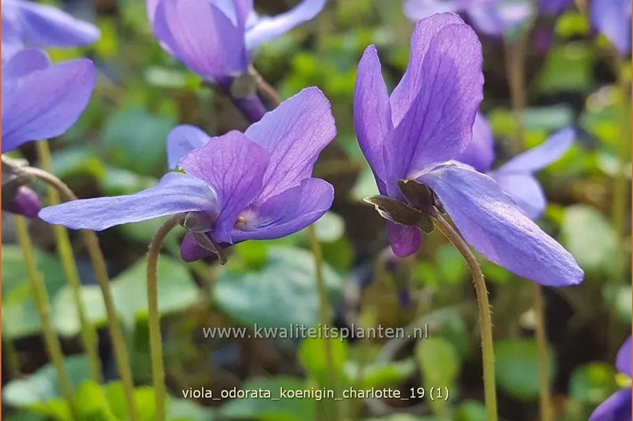 Viola odorata 'Königin Charlotte' 9x9 cm Staude