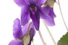 Viola odorata 'Königin Charlotte' 9x9 cm Staude