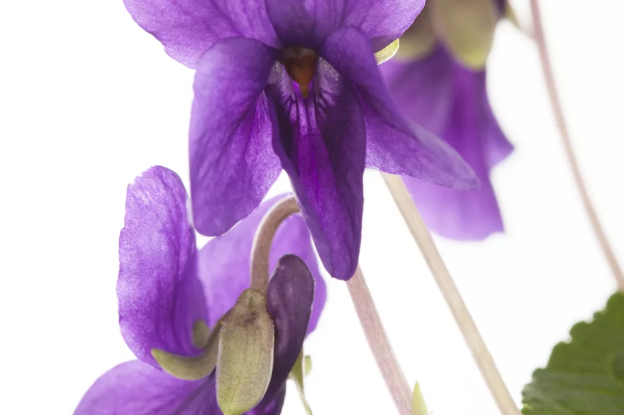 Viola odorata 'Königin Charlotte' 9x9 cm Staude