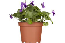 Viola odorata 'Königin Charlotte' 9x9 cm Staude