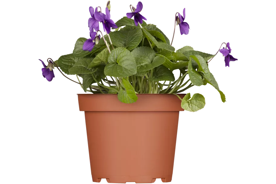 Viola odorata 'Königin Charlotte' 9x9 cm Staude