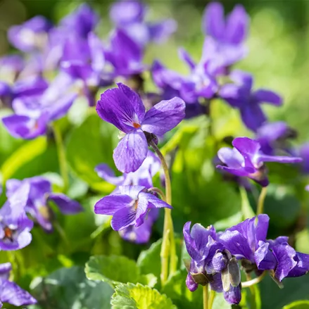 Viola odorata 'Königin Charlotte'