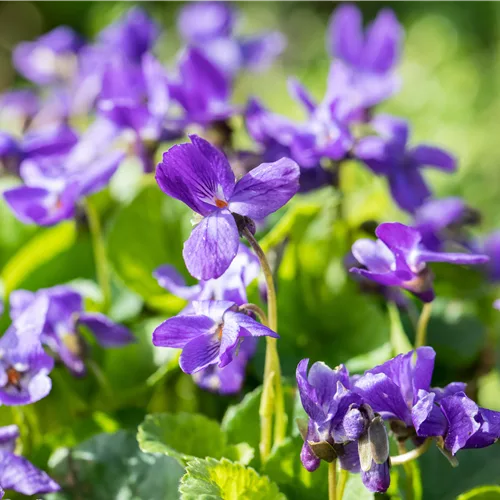 Viola odorata 'Königin Charlotte'