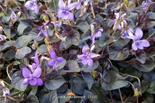 Viola labradorica Staude im 9x9 cm Vierecktopf