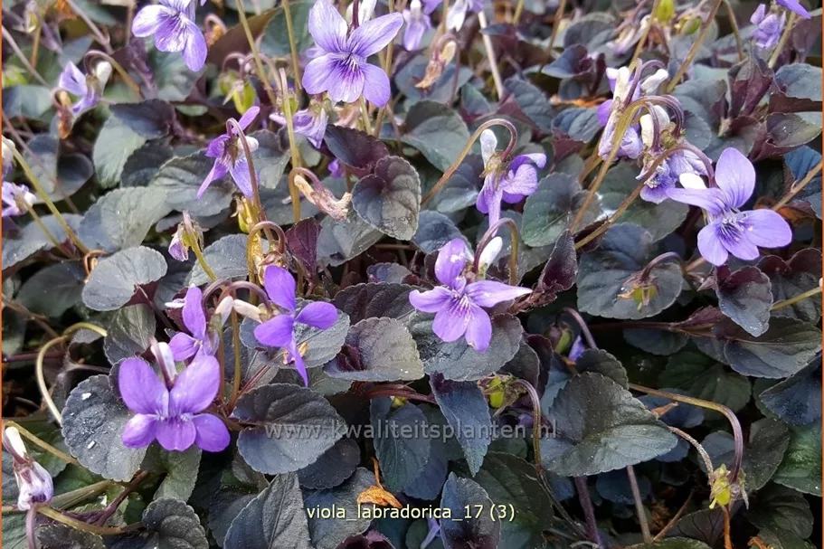 Viola labradorica Staude im 9x9 cm Vierecktopf