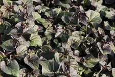 Viola labradorica Staude im 9x9 cm Vierecktopf