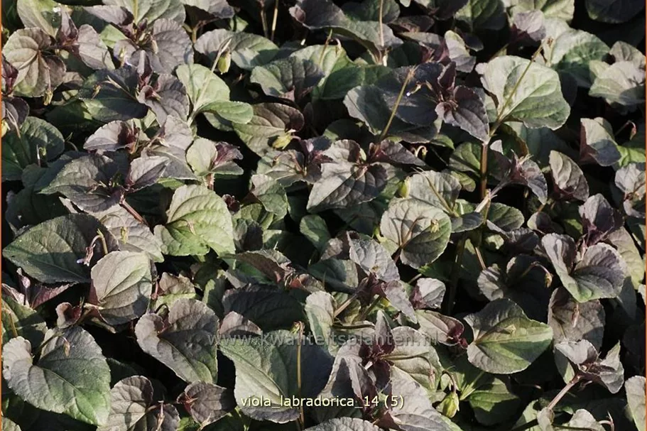 Viola labradorica Staude im 9x9 cm Vierecktopf