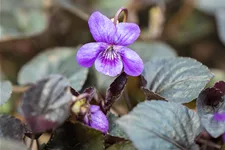 Viola labradorica Staude im 9x9 cm Vierecktopf
