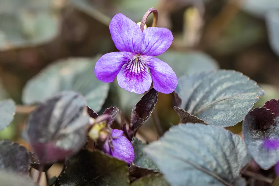 Viola labradorica Staude im 9x9 cm Vierecktopf