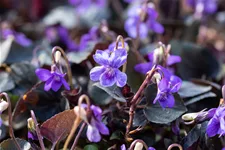 Viola labradorica Staude im 9x9 cm Vierecktopf