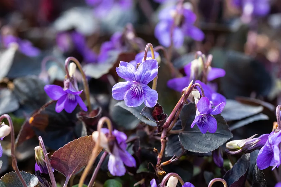 Viola labradorica Staude im 9x9 cm Vierecktopf