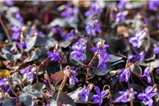 Viola labradorica Staude im 9x9 cm Vierecktopf