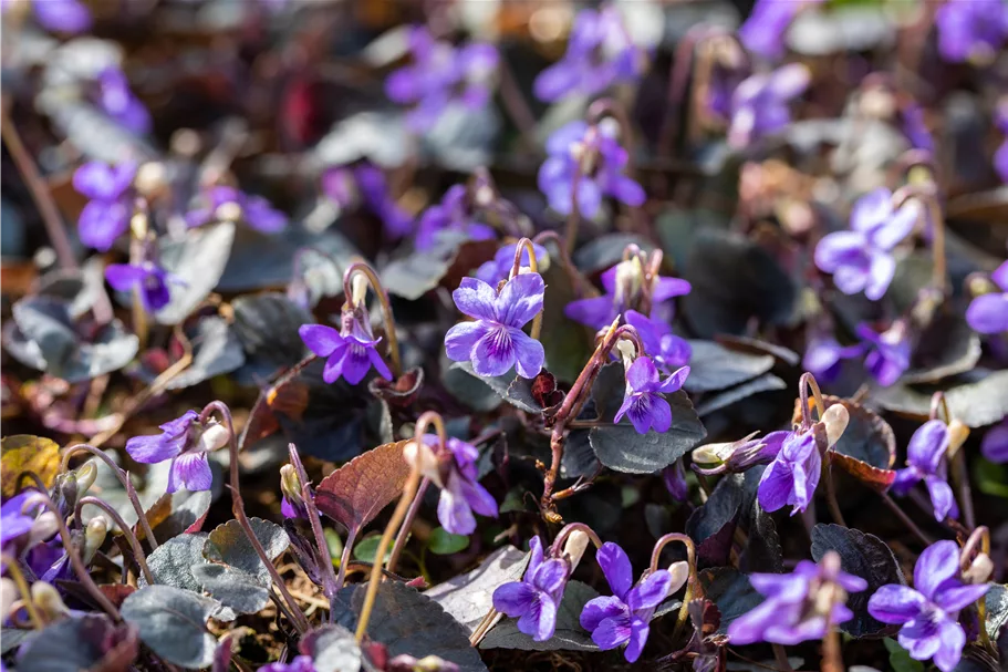 Viola labradorica Staude im 9x9 cm Vierecktopf