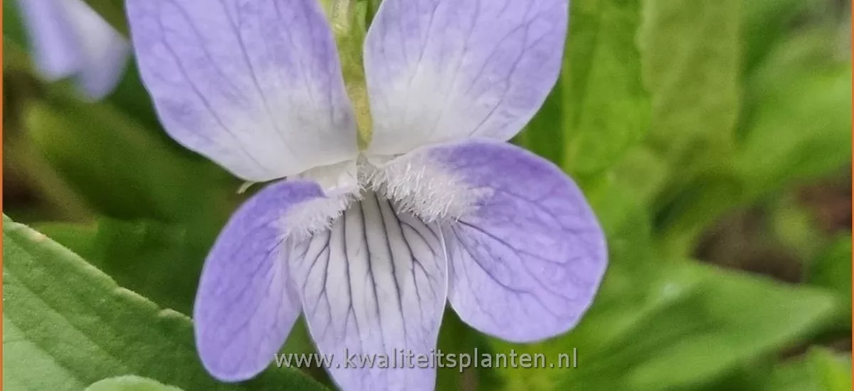 Viola elatior
