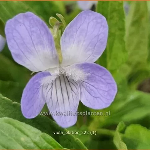 Viola elatior