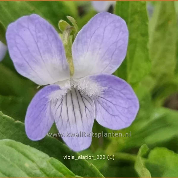 Viola elatior