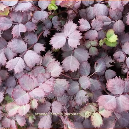 Acaena inermis 'Purpurea'