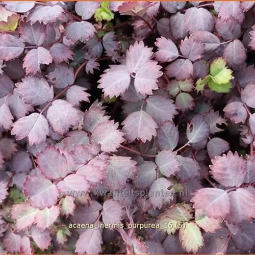 Acaena inermis 'Purpurea'