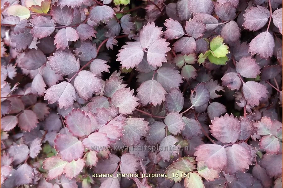 Acaena inermis 'Purpurea'