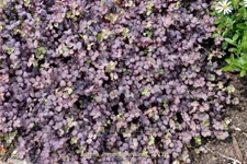 Acaena inermis 'Purpurea'