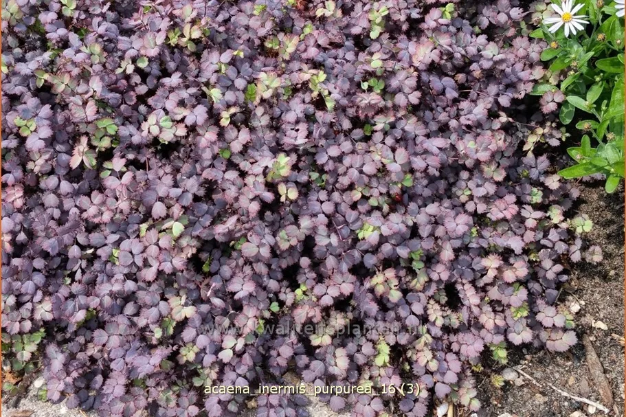 Acaena inermis 'Purpurea'