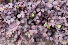 Acaena inermis 'Purpurea'