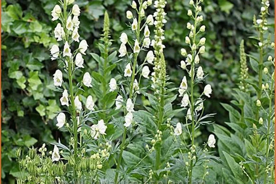 Aconitum napellus 'Album'