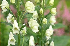 Aconitum napellus 'Album'
